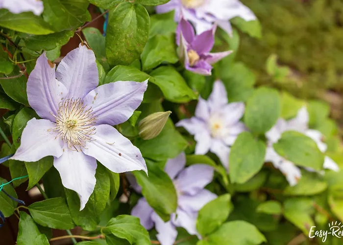 - Morze U Nas Nyaraló *